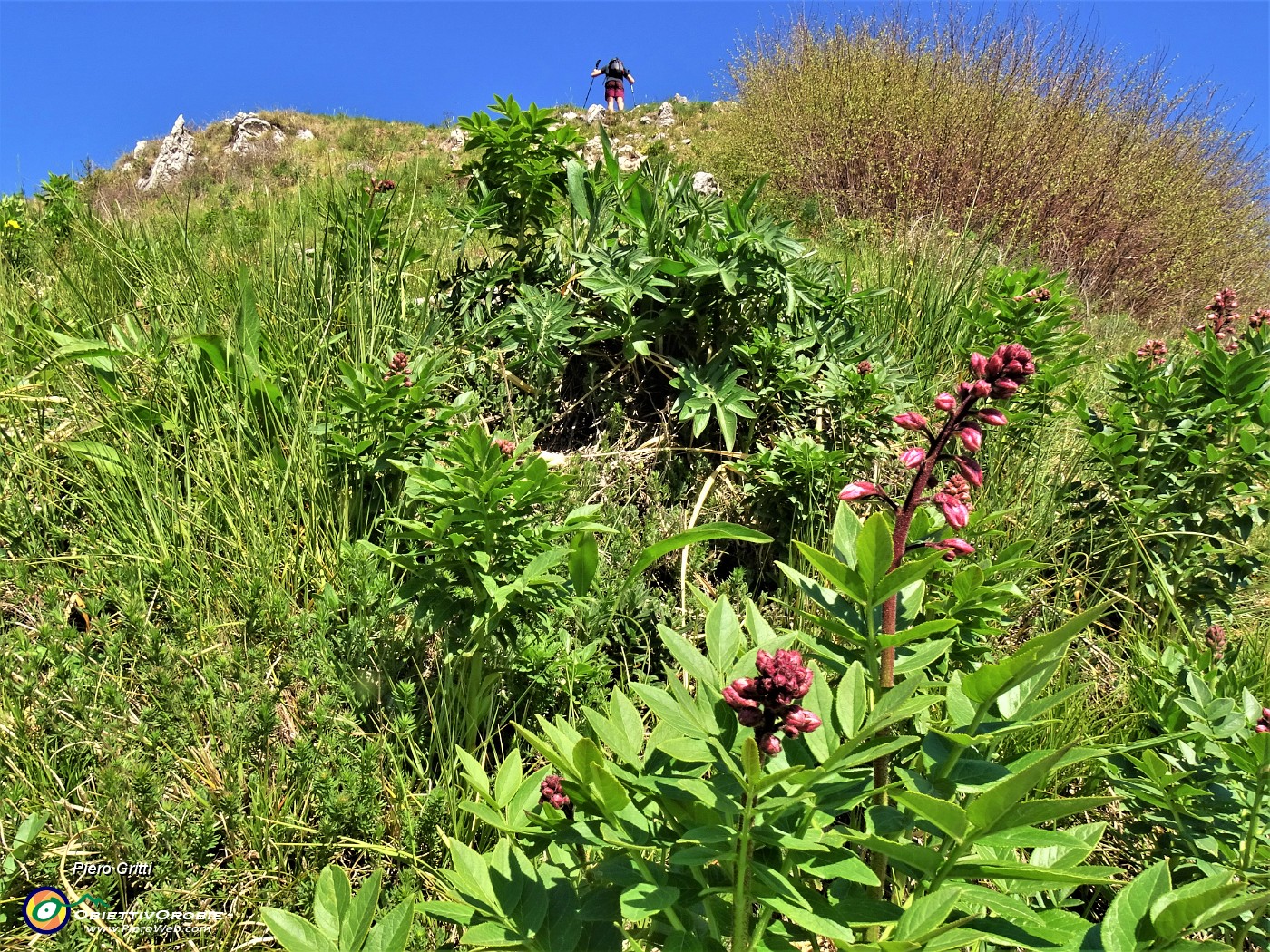 35 Salita al Primo Corno (814 m) tra estese prossime fioriture di Frassinella.JPG